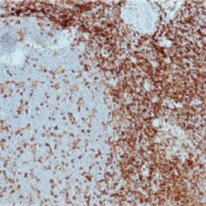 CD4