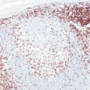 CD3e