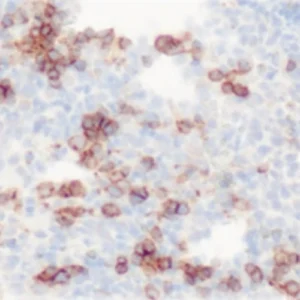 CD71